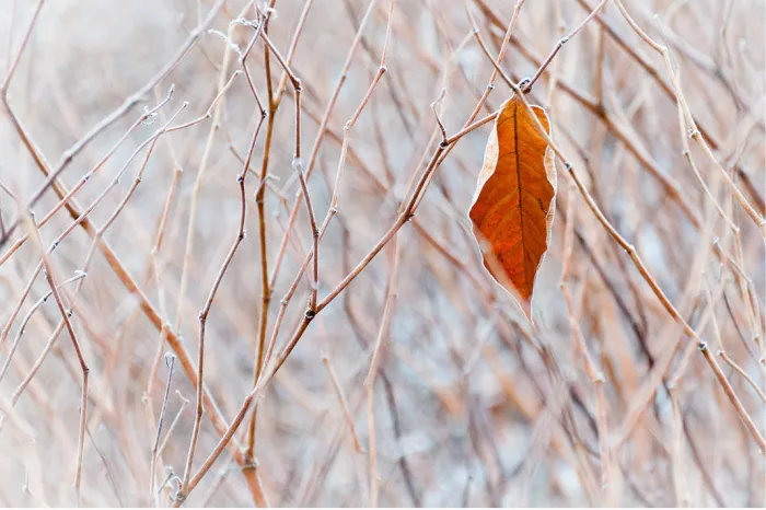 Oranjebruin blad aan een twijg tussen kale, lichte winterse takjes