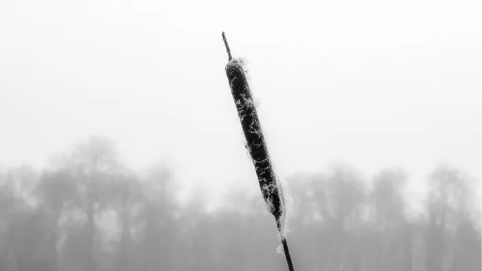 Pluizige lisdoddekolf schuin in beeld voor een rij bomen in de mist