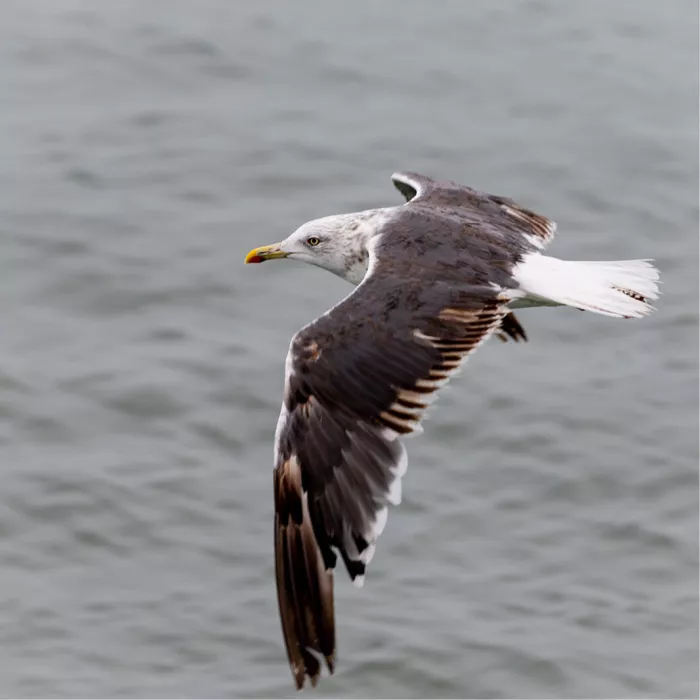 Meeuw met bruin gevlekte vleugels vliegt laag boven grijs, rimpelend zeewater