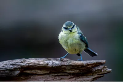 Meesje, de foto