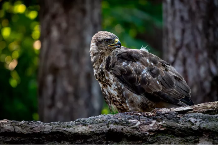 Buizerd met bruin en wit gevlekt verenkleed zit op een liggende stam in het bos