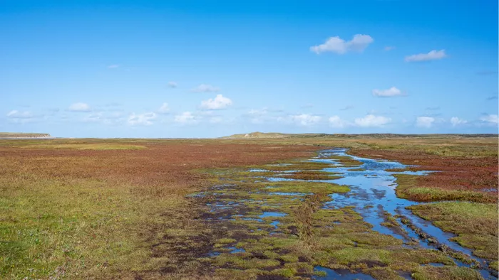 Smalle waterloop door een rood en groen begroeide kwelder onder een blauwe lucht