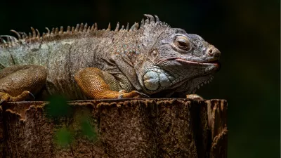 Leguaan, de foto