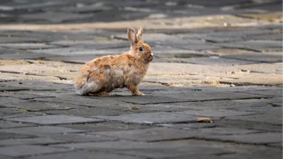 Konijn, de foto