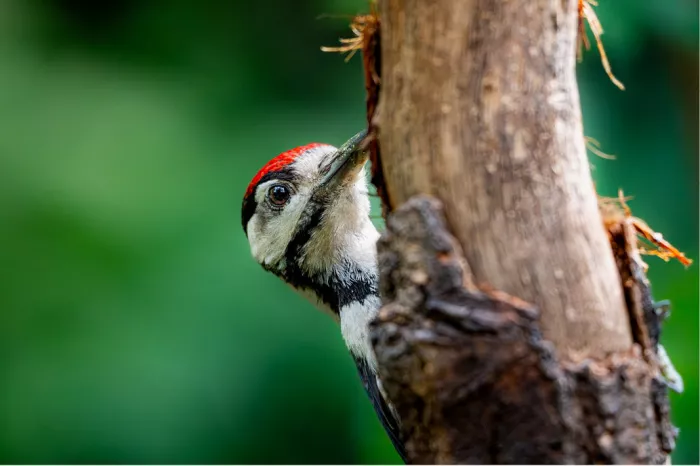 Bonte specht met rode kruin gluurt om een afgebroken boomstam tegen een groene achtergrond