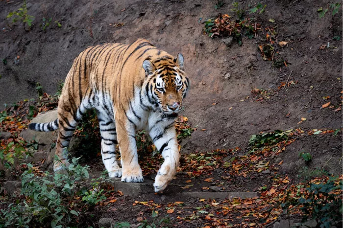 Tijger wandelt een helling af over een bodem met herfstbladeren