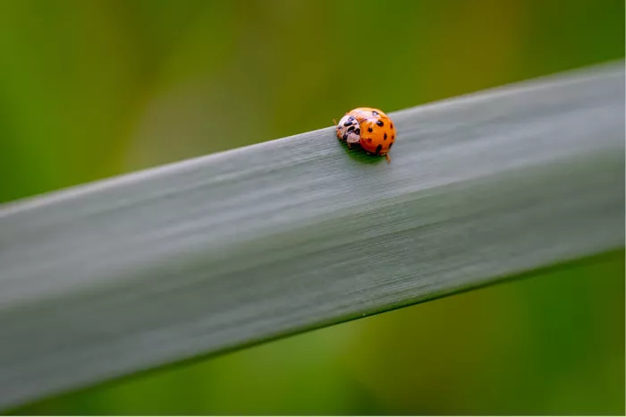 Oranje lieveheersbeestje met zwarte stippen op een breed, schuin lopend groen blad