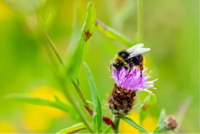Hommel, de foto