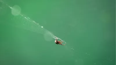 Spin in web, de foto