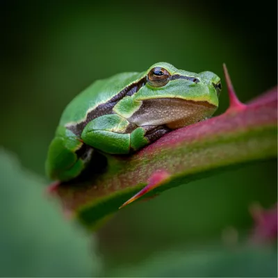 Boomkikker, de foto
