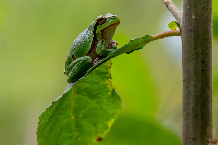 Boomkikker zit bovenop een groot groen blad naast een dunne stam
