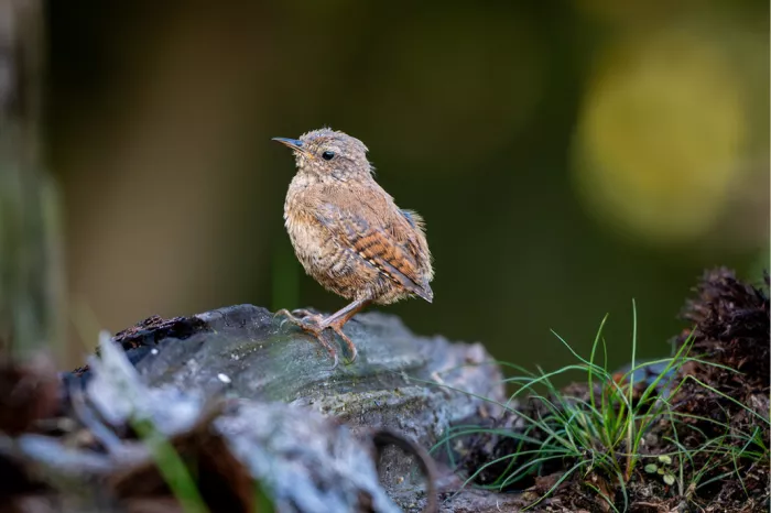 Winterkoninkje met rechtopstaande staart staat op een boomstronkje