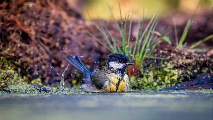 Koolmees baadt in een poel met eendenkroos en laat waterdruppels spatten