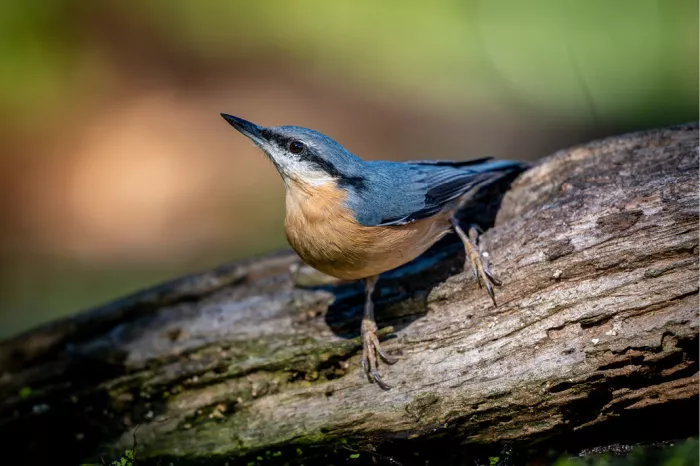 Boomklever met blauwgrijze rug en oranjebruine buik op een liggende stam