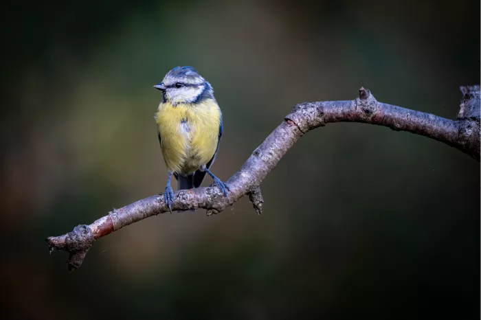 Pimpelmees met blauwe kruin en gele borst op een bochtige kale tak tegen een donkere achtergrond