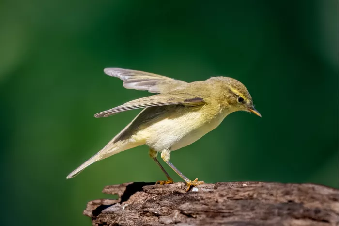 Tjiftjaf met half gelichte vleugels op een boomstronk tegen een diepgroene achtergrond