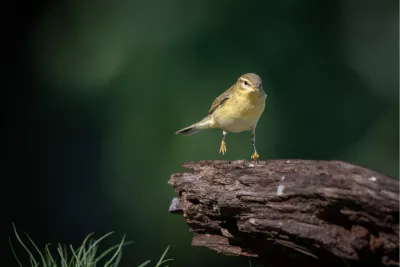 Frontaal met één poot omhoog, de foto