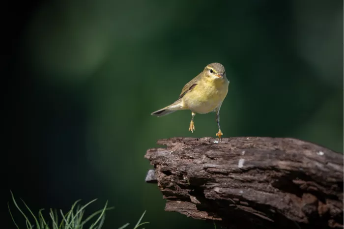 Tjiftjaf staat frontaal met één pootje omhoog op een verweerde boomstronk