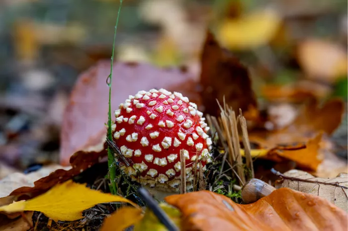 Rode vliegenzwam met witte stippen tussen gevallen herfstbladeren