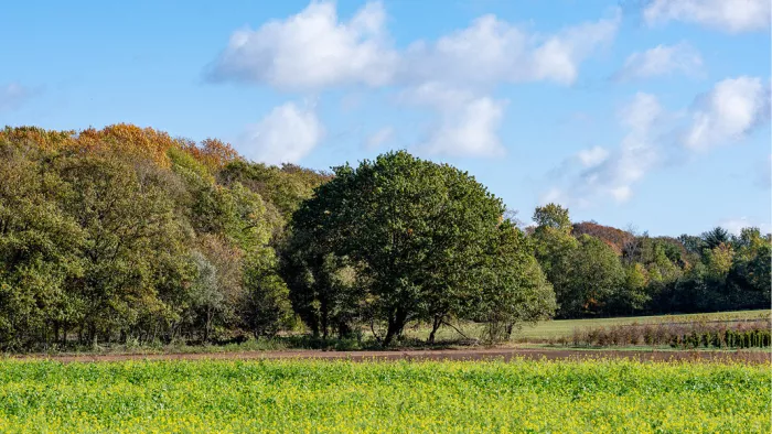 Bomen in vroege herfstkleuren aan de rand van een groen veld onder een blauwe lucht met wolkjes