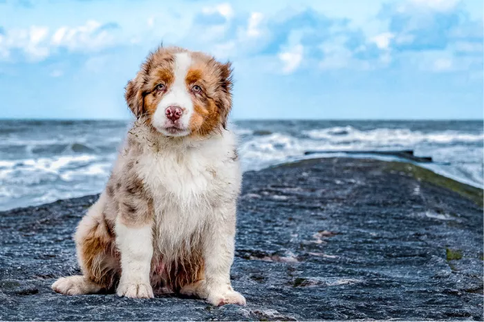 Pup van een Australian Shepherd zit op een golfbreker met de zee en golven erachter