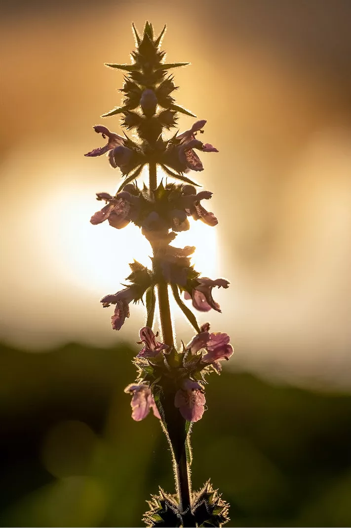 Bloeiende plant met paarse bloempjes in tegenlicht voor een gouden zonsondergang