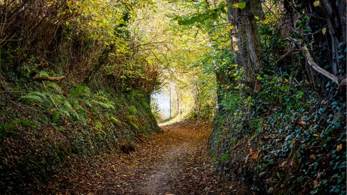 Holle weg met afgevallen bladeren onder een tunnel van takken in herfstkleuren