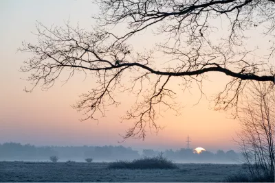 Onder de tak, de foto