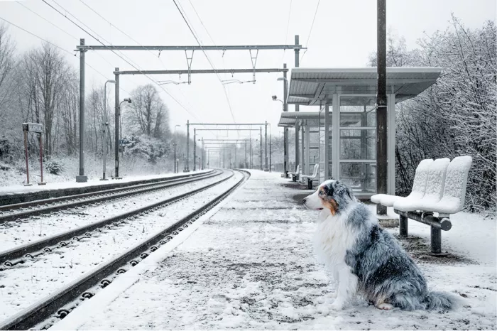 Hond met gevlekte vacht zit op een besneeuwd perron naast de sporen en wachtbanken