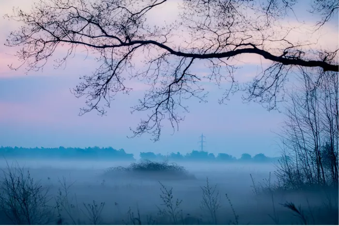 Mistig veld in het blauwe uur met kale takken bovenaan en een bosrand in de nevel