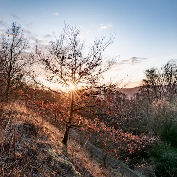 Zon als stralende ster achter een jonge boom met herfstblad op een helling