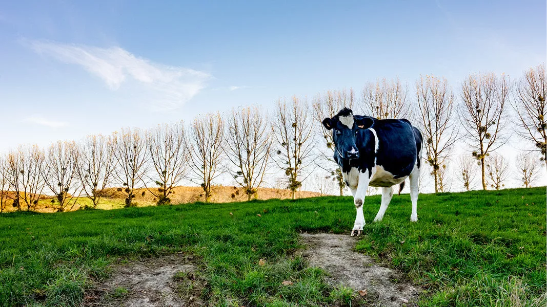 Zwart-witte koe kijkt op in een groene wei met een rij kale bomen erachter