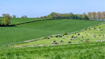Kudde in de heuvels, de foto