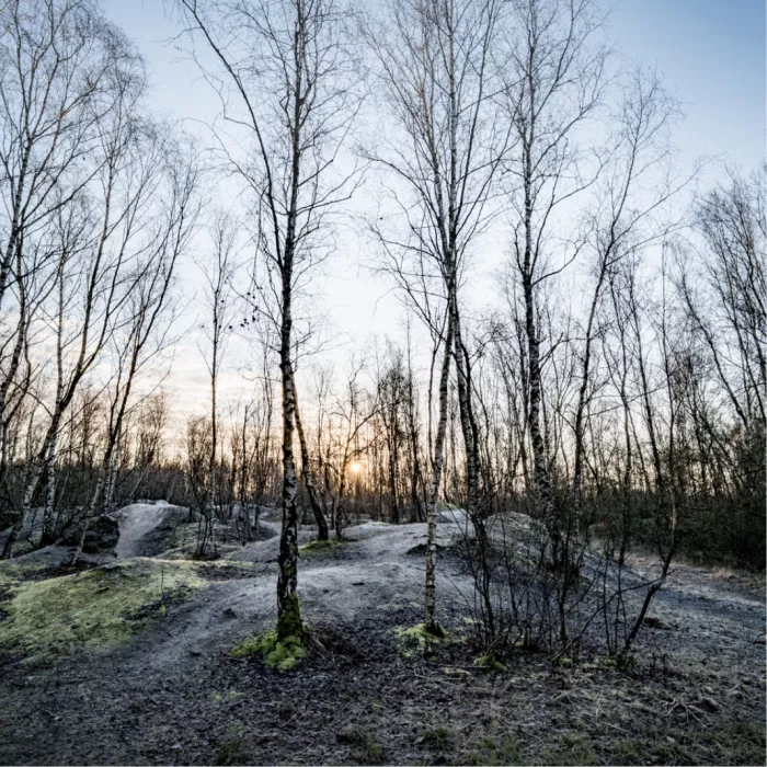 Kale berken op een heuvelachtig terrein met een lage zon tussen de stammen