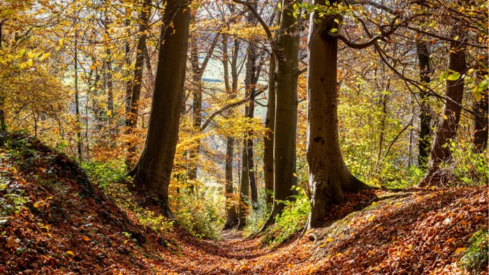 Holle bosweg vol gevallen bladeren tussen dikke stammen in gouden herfstlicht