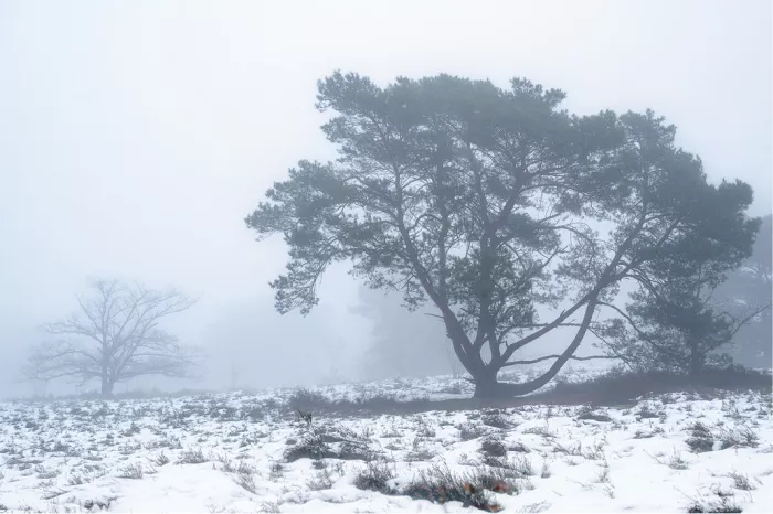 Eenzame den met brede kruin in de mist boven een besneeuwde heide