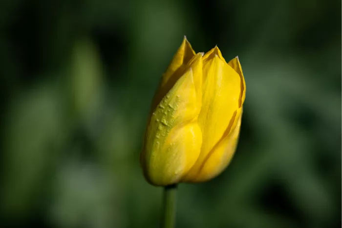 Gesloten gele tulp met dauwdruppeltjes tegen een donkergroene achtergrond