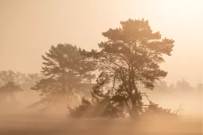Dennensilhouetten in de ochtendmist, de foto