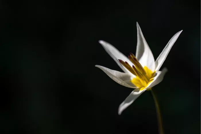Een heldere macrofoto van een elegante witte bloem met een geel hart, prachtig uitgelicht tegen een bijna volledig donkere achtergrond.