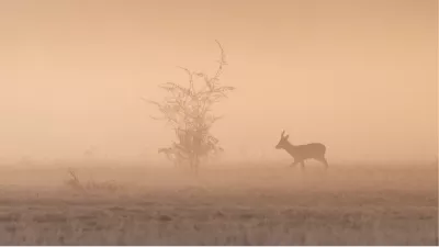 Stil hert in de gouden ochtendmist, de foto