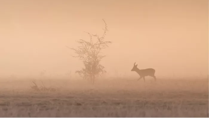 Een magisch en minimalistisch moment in de natuur. Het silhouet van een ree wandelt rustig door een met gouden mist overgoten veld.