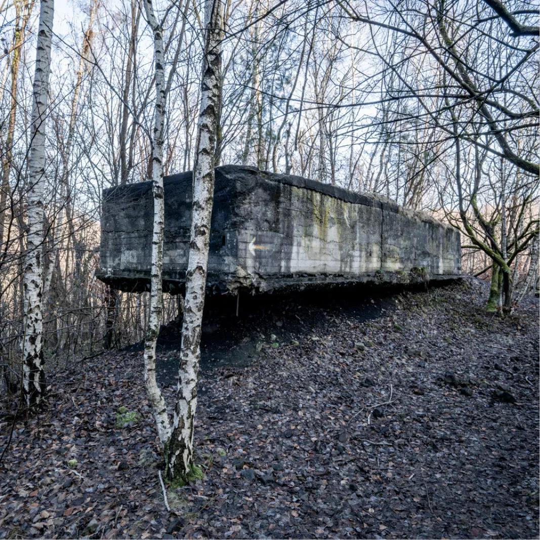 Betonnen bunker tussen kale berkenstammen op een helling in het winterbos