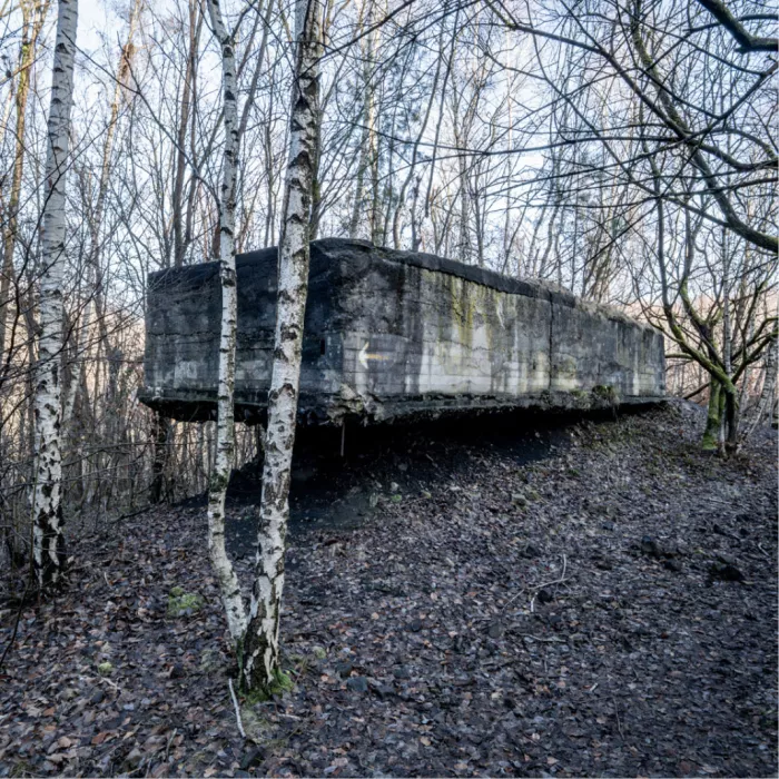 Betonnen bunker tussen kale berkenstammen op een helling in het winterbos