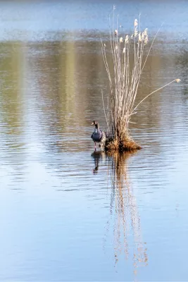 Eenzame gans in het riet, de foto