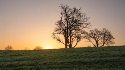 Drie kale bomen tegen een gouden zonsondergang, de foto
