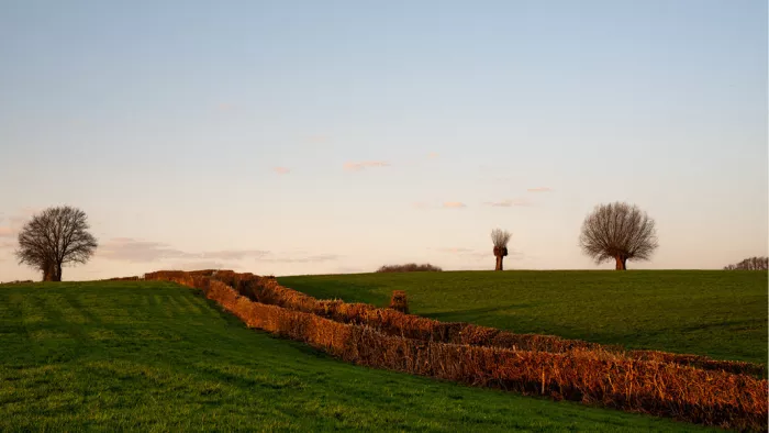 Een weids, groen heuvellandschap in the golden hour. Een lange haag snijdt door het veld, badend in warm oranje zonlicht.