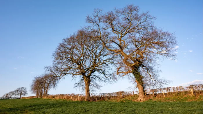 Een sereen landschap met twee grote, verweven bomen zonder bladeren op een frisgroene heuvel, afgetekend tegen een heldere blauwe lucht.