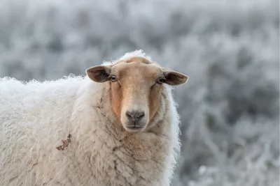 Wollen schaap in een ijzig landschap, de foto