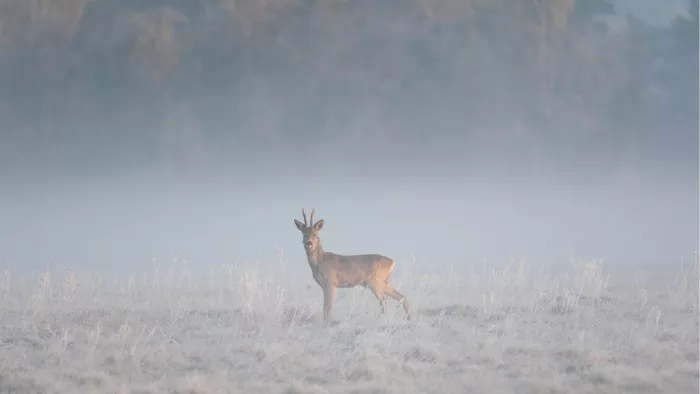 Reebok staat alleen in een berijpt veld in de ochtendmist