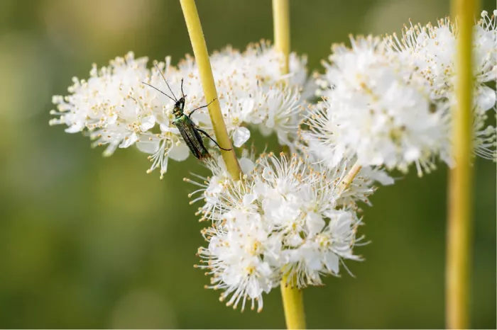 Metallic groene kever met lange voelsprieten op fijne witte bloemetjes